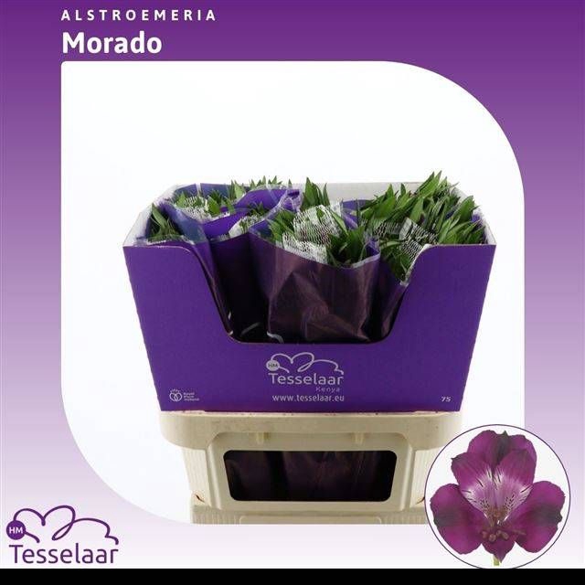 <h4>ALSTR MORADO</h4>