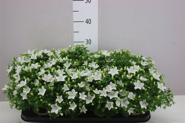 <h4>Campanula Is Atlanta White</h4>