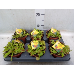 Dionaea muscipula
