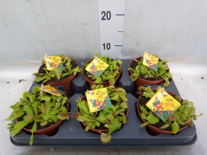 <h4>Dionaea muscipula</h4>