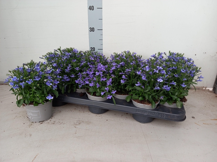 <h4>LOBE CURA BLUE W EYE</h4>