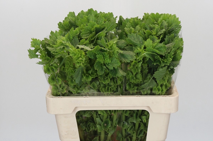 <h4>Moluccella Laevis</h4>