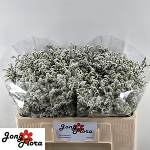 LIM SIN MOUNTAIN DIA