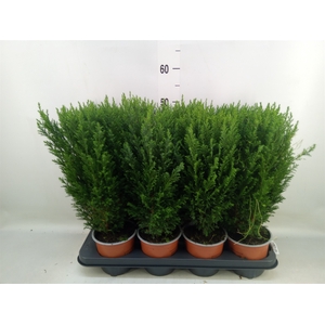 Chamaecyparis laws. 'Ellwoodii'