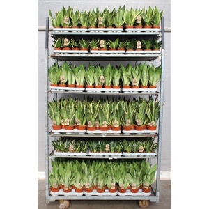 Sansevieria Overig mix CC