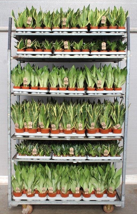 <h4>Sansevieria mixkar "Rough & Tough"</h4>