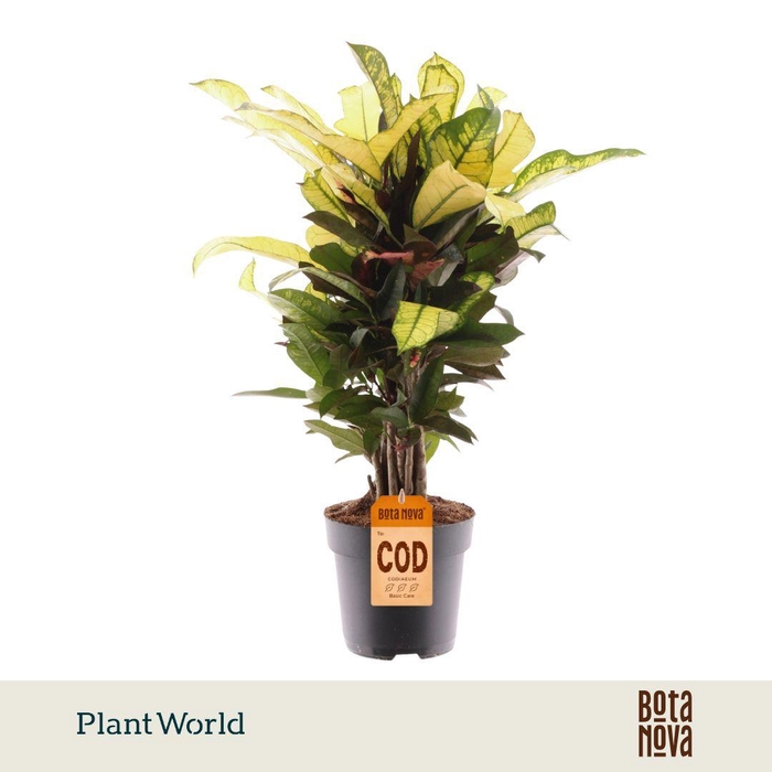 <h4>Croton Wilma vertakt</h4>