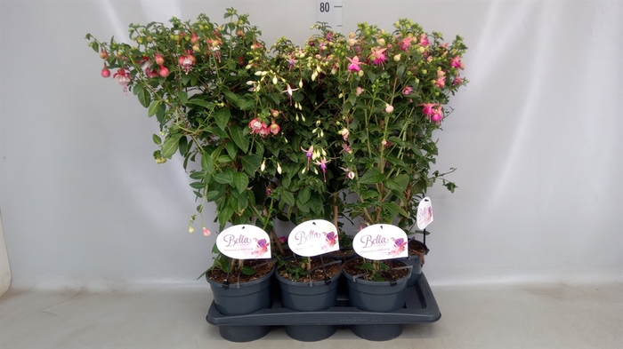 <h4>Fuchsia   ...</h4>