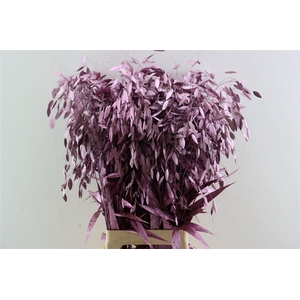 Siergras Chasmantium Klbh Metallic Pink