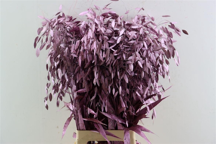 <h4>Siergras Chasmantium Klbh Metallic Pink</h4>