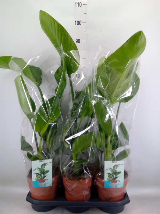 <h4>Strelitzia nicolai</h4>