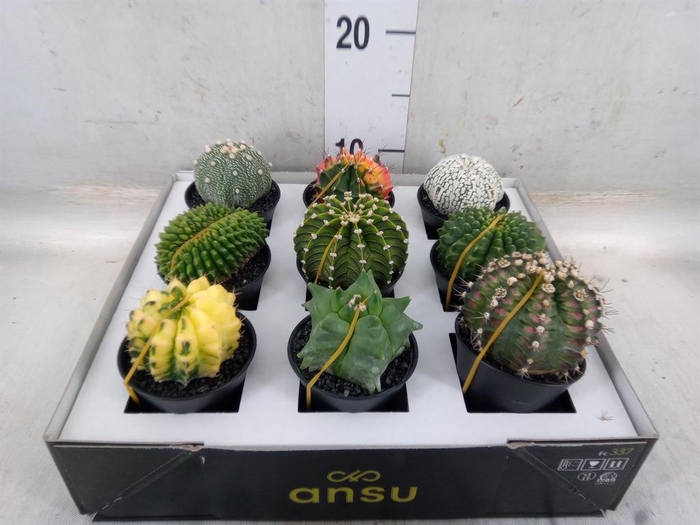 <h4>Cactus   ...</h4>