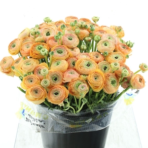 Ran Su Sr Honey Super