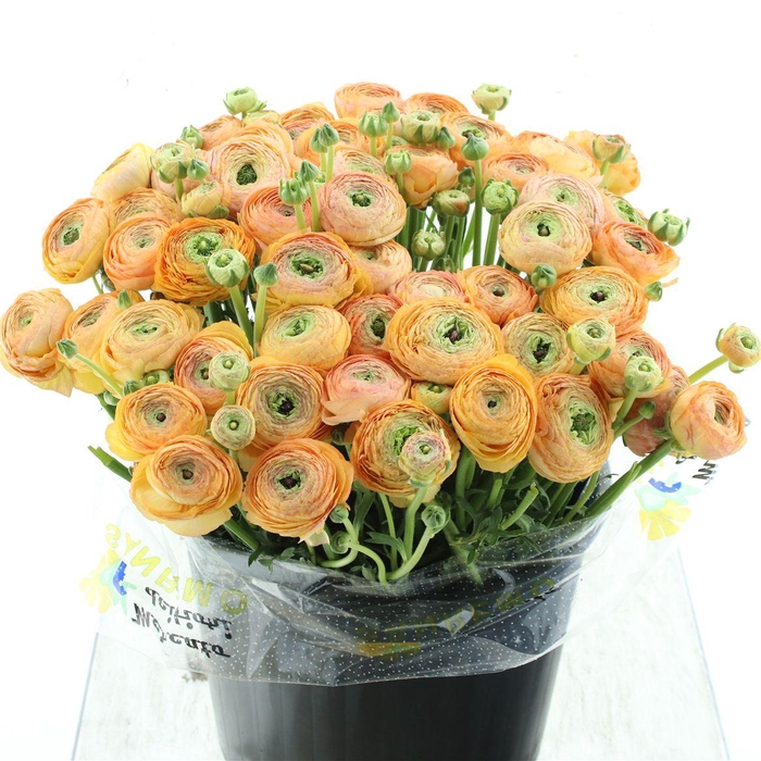 <h4>Ran Su Sr Honey Super</h4>