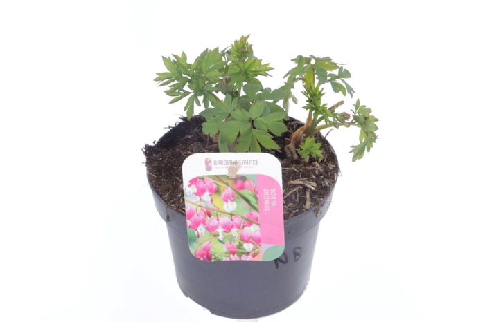 Dicentra spectabilis