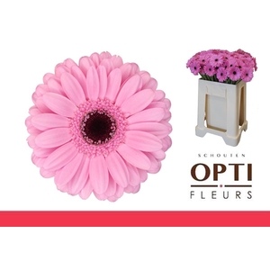 Germini Talent Water