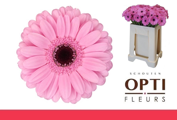 <h4>Germini Talent Water</h4>