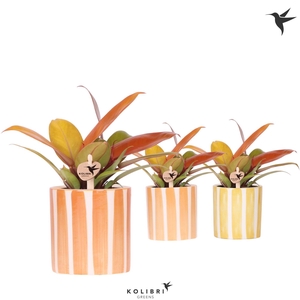 Kolibri Greens Philodendron Ruby red in Painted Stripe pot yellow mix