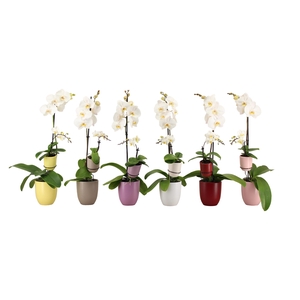 Hugo Paradise Mix Phal Wit 1T+ Tiny Dolls 1T