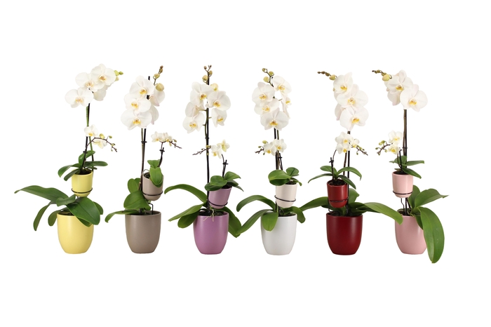 <h4>Hugo Paradise Mix Phal Wit 1T+ Tiny Dolls 1T</h4>