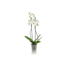 PHAL WHITE 2T 12+