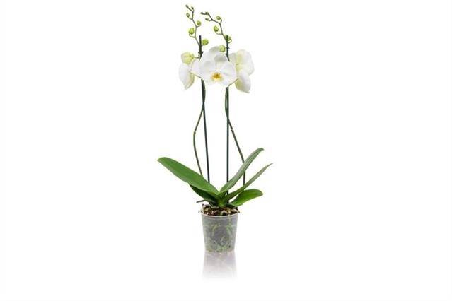 <h4>PHAL WHITE 2T 12+</h4>
