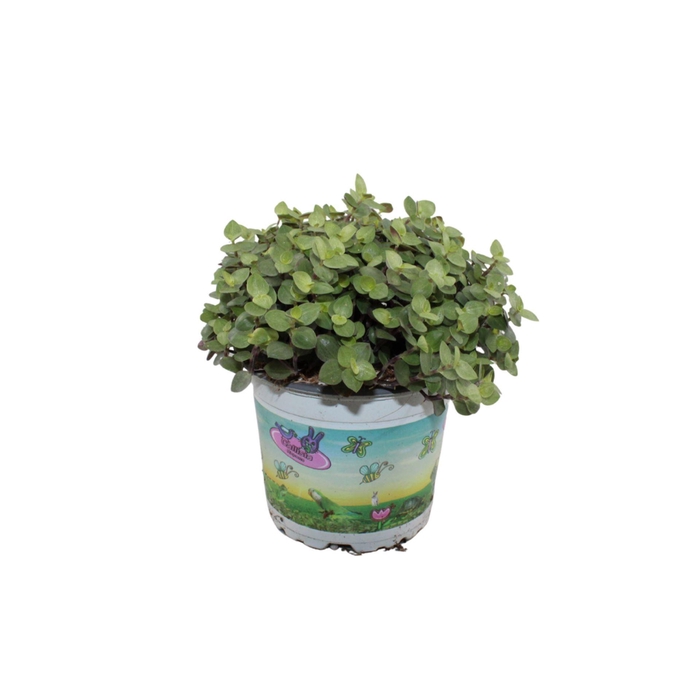 <h4>Callisia repens</h4>