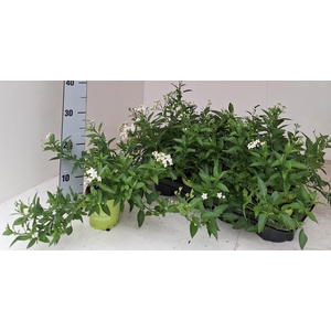 SOLANUM JASMINOIDES