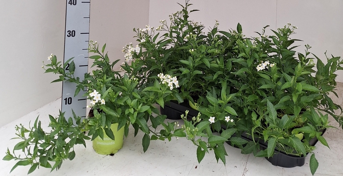 <h4>SOLANUM JASMINOIDES</h4>