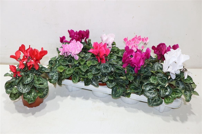 <h4>Cycl Md Sup Allure</h4>