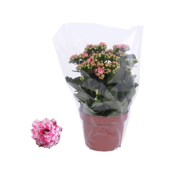 <h4>Kalanchoe Rosalina 12cm Don Alano wit/roze, Blanco hoes</h4>