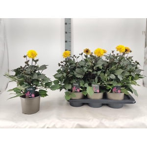 DAHL GARDEN DL G YEL
