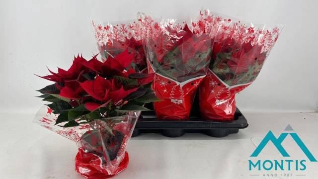 <h4>EUPHOR P MARS</h4>