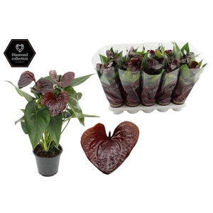 Anthurium 12 cm Essencia in Couture Diamond Line Purple sleeve