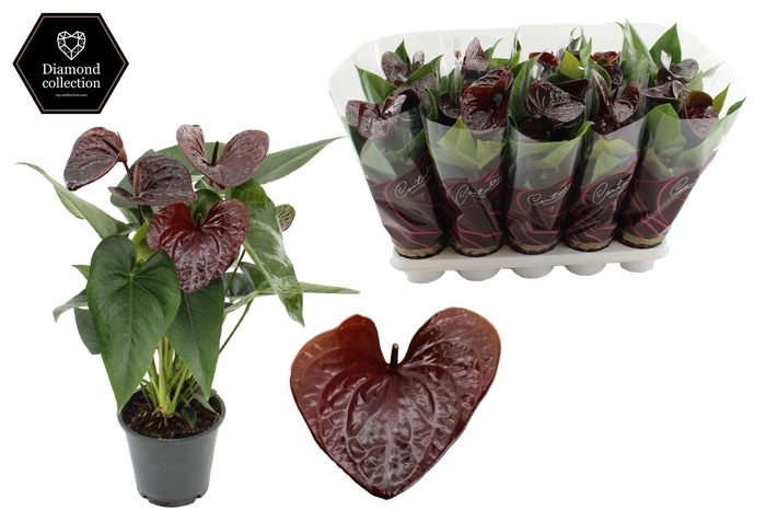 <h4>Anthurium 12 cm Essencia in Couture Diamond Line Purple sleeve</h4>