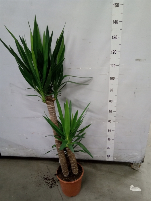 <h4>Yucca</h4>