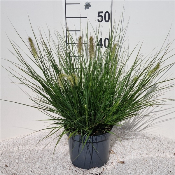 <h4>Pennisetum Alo. Little Bunny P19</h4>