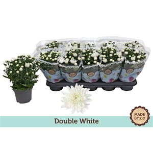 Chrysant Double White