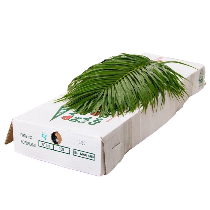 <h4>DEC Phoenix Roebelini 60cm</h4>