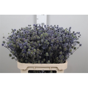 Eryn Pl Blue Glitt