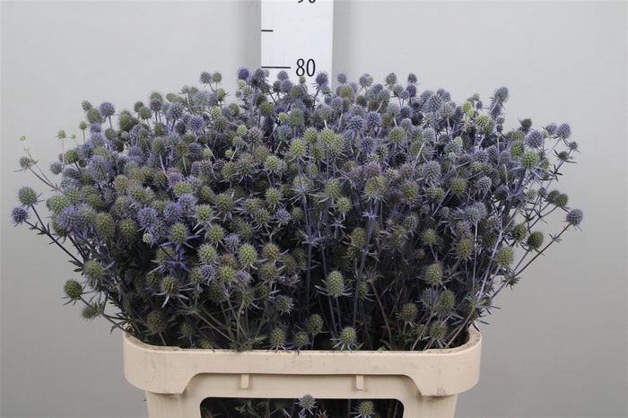 <h4>Eryn Pl Blue Glitt</h4>
