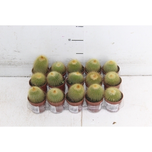 CACTUS PARODIA LENINGHAUSII P06