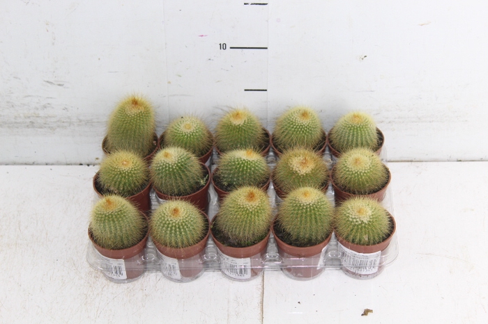 CACTUS PARODIA LENINGHAUSII P06