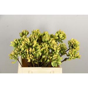 Rhodo. Wit/geel