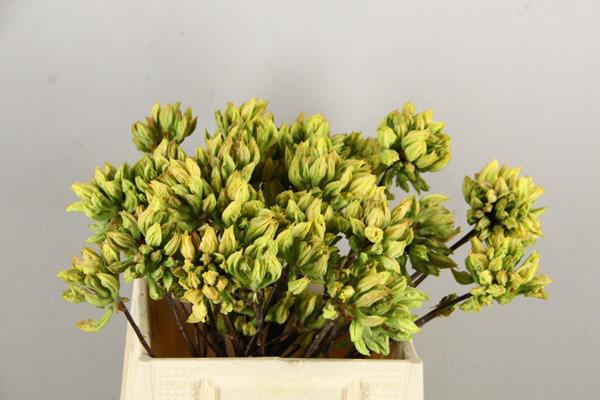 <h4>Rhodo. Wit/geel</h4>