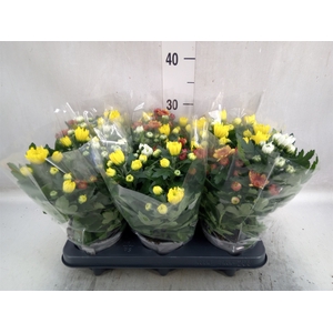 Chrysanthemum  'Rosanna Car'  ..mix