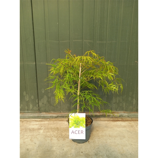 <h4>Acer pal. Dissectum</h4>