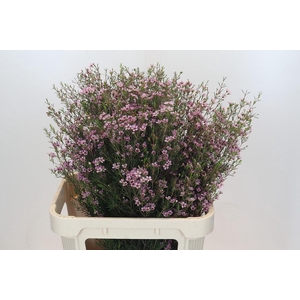 Chamelaucium Early Nir