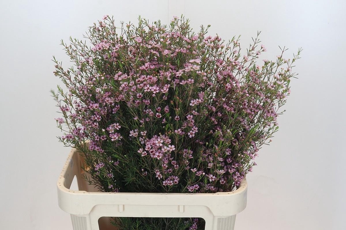 <h4>Chamelaucium Early Nir</h4>