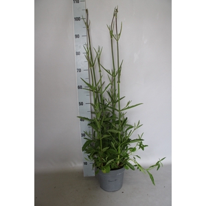 vaste planten 19 cm  Verbena bonariensis Violet Blue